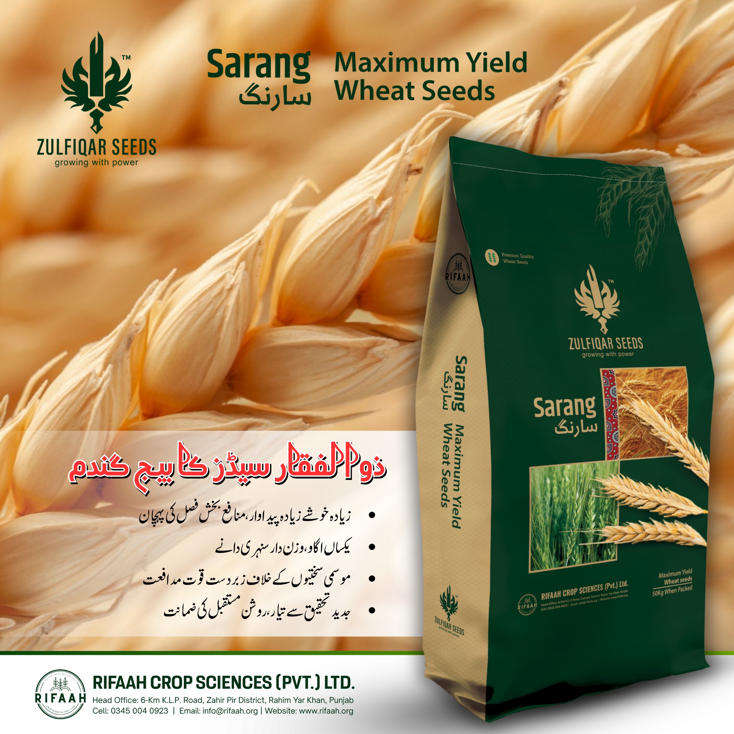 Sarang Wheat - Image 3