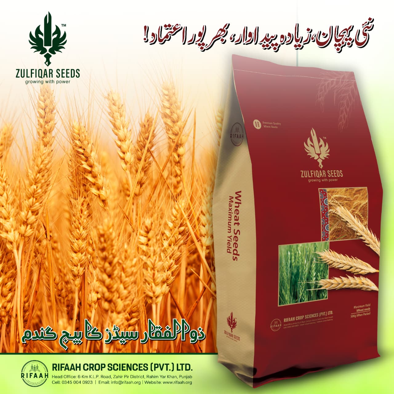 Zulfiqar Wheat - Image 3